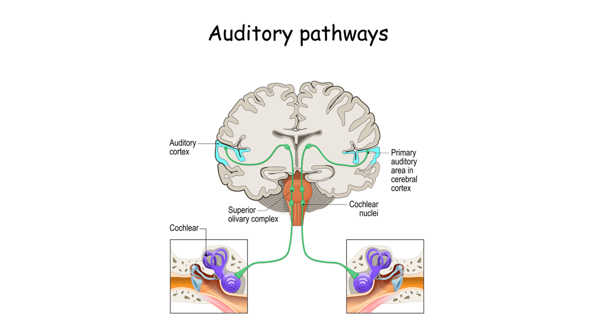 Audiotory Pathways Diagram